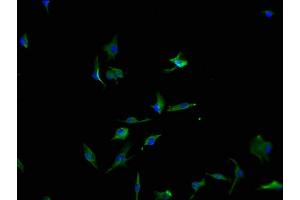 Immunofluorescence staining of U251 cells with ABIN7166560-IF at 1:100, counter-stained with DAPI. (PCDH17 antibody  (AA 18-243))