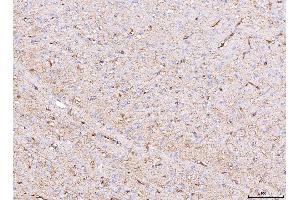 IHC analysis of Aquaporin 4/AQP4 using anti-Aquaporin 4/AQP4 antibody (ABIN7600876). (Aquaporin 4 antibody  (AA 247-323))
