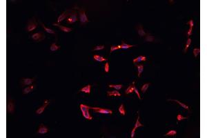 ABIN6268765 staining CACO-2 cells by IF/ICC. (SOX6 antibody  (N-Term))