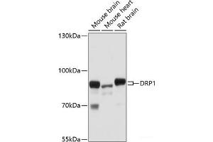 Western blot analysis of extracts of various cell lines using DRP1 Polyclonal Antibody at dilution of 1:1000. (Dynamin 1-Like antibody)