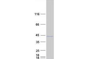 Validation with Western Blot (SOHLH1 Protein (Transcript Variant 2) (Myc-DYKDDDDK Tag))