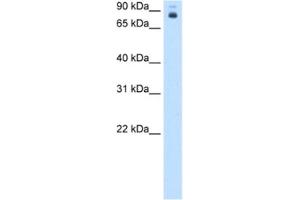 Western Blotting (WB) image for anti-Homeotic Protein Proboscipedia (PB) antibody (ABIN2463108) (Homeotic Protein Proboscipedia antibody)