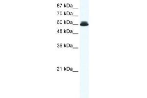 DDX27 antibody used at 0. (DDX27 antibody)