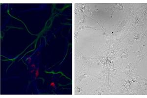 ABIN5539461 (3µg/ml) staining of primary DIV9 cells from Hippocampus E18 Rat embryos showed exclusive localization (red, Alexa 568) within the neurons (MAP2 staining in blue, Alexa 647) and not in the glia (GFAP staining in green, Alexa 488). (NSG1 antibody  (N-Term))