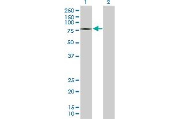 ZSWIM2 antibody  (AA 1-633)