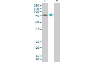 ZSWIM2 antibody  (AA 1-633)