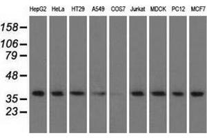 Western blot analysis of extracts (35 µg) from 9 different cell lines by using anti-HIBCH monoclonal antibody. (HIBCH antibody)