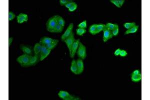 Immunofluorescence staining of HepG2 cells with ABIN7149534 at 1:400, counter-stained with DAPI. (Nitrilase 1 antibody  (AA 1-243))