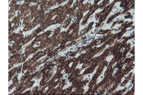 NDUFB10 antibody