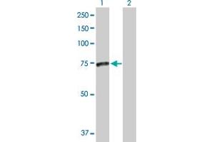 Western Blot analysis of SMPD3 expression in transfected 293T cell line by SMPD3 MaxPab polyclonal antibody. (SMPD3 antibody  (AA 1-655))
