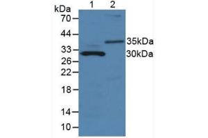 Figure. (MMP7 antibody  (AA 1-264))