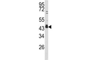 Western blot analysis of c-Fos antibody and 293 lysate. (c-FOS antibody  (AA 263-291))