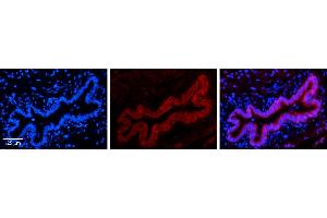 Immunohistochemistry (IHC) image for anti-Transmembrane Protein 135 (TMEM135) (N-Term) antibody (ABIN503077) (TMEM135 antibody  (N-Term))