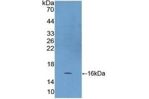 Detection of Recombinant HSP10, Human using Polyclonal Antibody to Heat Shock 10 kDa Protein 1 (HSP10) (HSPE1 antibody  (AA 2-102))