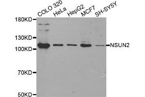 Western blot analysis of extracts of various cell lines, using NSUN2 antibody. (NSUN2 antibody  (AA 508-767))