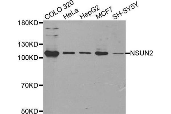 NSUN2 antibody  (AA 508-767)