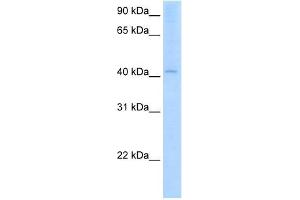 AADAC antibody used at 2. (AADAC antibody)