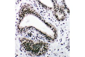 Immunohistochemistry (IHC) image for anti-Nuclear Respiratory Factor 1 (NRF1) (AA 272-288), (Middle Region) antibody (ABIN3044020)