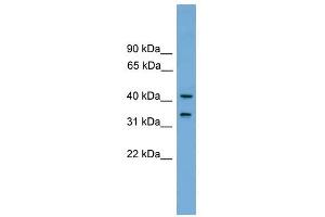 FAM118A antibody used at 1 ug/ml to detect target protein.