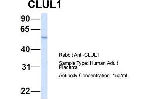 Host: Rabbit  Target Name: CLUL1  Sample Tissue: Human Adult Placenta  Antibody Dilution: 1. (CLUL1 antibody  (Middle Region))