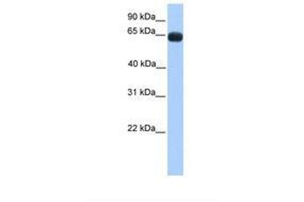 ZNF100 antibody  (N-Term)