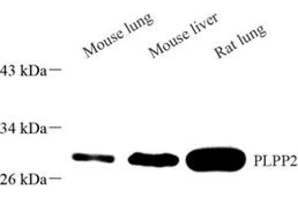 PPAP2C antibody