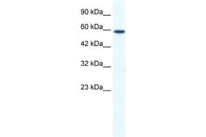 Western Blotting (WB) image for anti-DEAD (Asp-Glu-Ala-Asp) Box Polypeptide 5 (DDX5) antibody (ABIN2461340) (DDX5 antibody)