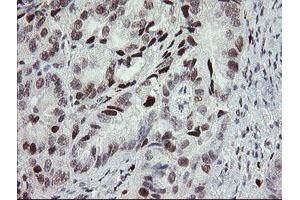 Image no. 1 for anti-Transducin-Like Enhancer of Split 1 (E(sp1) Homolog, Drosophila) (TLE1) (AA 180-460) antibody (ABIN1491047) (TLE1 antibody  (AA 180-460))