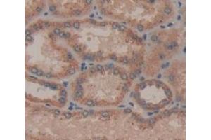 Figure. (C1QTNF1 antibody  (AA 26-281))