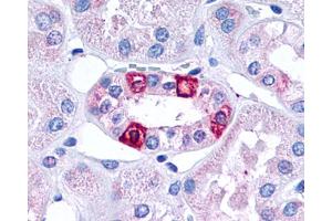 Anti-5HT1F Receptor antibody IHC of human kidney, renal tubules. (HTR1F antibody  (Cytoplasmic Domain))