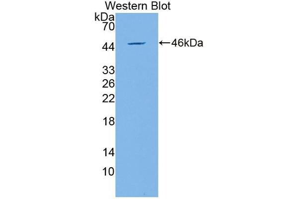 GML antibody  (AA 21-158)