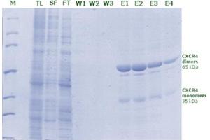 SDS-PAGE (SDS) image for Rho1D4 Agarose (ABIN3199243)