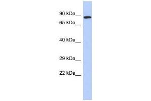 ZFYVE20 antibody used at 0. (Rabenosyn 5 antibody  (N-Term))