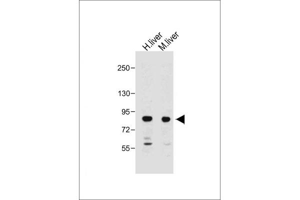 MUT antibody  (AA 32-66)