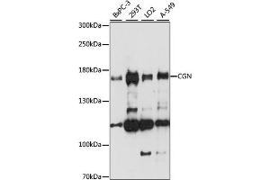 Western blot analysis of extracts of various cell lines, using CGN antibody (ABIN7266400) at 1:1000 dilution. (Cingulin antibody  (AA 904-1203))