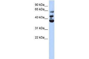 WB Suggested Anti-NSUN3 Antibody Titration:  0. (NSUN3 antibody  (Middle Region))