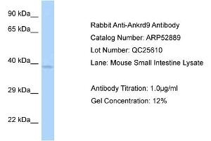 Western Blotting (WB) image for anti-Ankyrin Repeat Domain 9 (ANKRD9) (C-Term) antibody (ABIN970114) (ANKRD9 antibody  (C-Term))