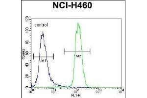 LETM2 Antibody (N-term) (ABIN656294 and ABIN2845601) flow cytometric analysis of NCI- cells (right histogram) compared to a negative control cell (left histogram).