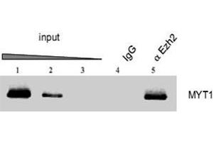 ChIP results obtained with the Ezh2 polyclonal antibody . (EZH2 antibody  (AA 1-343))