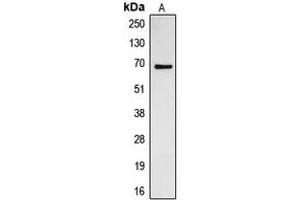 Western blot analysis of CDC23 expression in Jurkat (A) whole cell lysates.