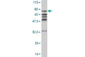 Western Blot detection against Immunogen (66. (ZNF24 antibody  (AA 1-368))