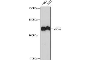 Western blot analysis of extracts of various cell lines, using USP10 Rabbit mAb (ABIN7271138) at 1:1000 dilution. (USP10 antibody)