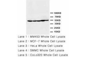 Image no. 1 for anti-Histone Deacetylase 2 (HDAC2) (AA 464-478) antibody (ABIN1493469) (HDAC2 antibody  (AA 464-478))