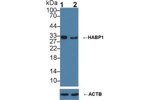 Western blot analysis of (1) Wild-type HeLa cell lysate, and (2) HABP1 knockout HeLa cell lysate, using Rabbit Anti-Human HABP1 Antibody (1 µg/ml) and HRP-conjugated Goat Anti-Mouse antibody (abx400001, 0.