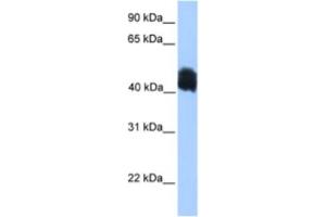 Western Blotting (WB) image for anti-MyoD Family Inhibitor Domain Containing (MDFIC) antibody (ABIN2463381) (MDFIC antibody)