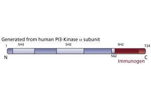 Image no. 3 for anti-Phosphoinositide-3-Kinase, Catalytic, alpha Polypeptide (PIK3CA) (AA 562-724) antibody (ABIN967708) (PIK3CA antibody  (AA 562-724))