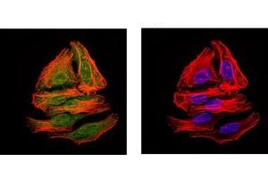 Immunofluorescence (IF) image for anti-BPI Fold Containing Family A, Member 2 (BPIFA2) antibody (ABIN1109128) (BPIFA2 antibody)