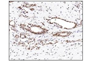 IHC analysis of SUMO2/3 using anti-SUMO2/3 antibody (ABIN7600856). (SUMO2/3 antibody  (AA 24-72))