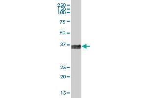 F11R MaxPab polyclonal antibody. (F11R antibody  (AA 1-299))