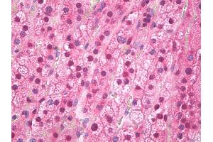Anti-FTO antibody IHC of human adrenal cortex. (FTO antibody)